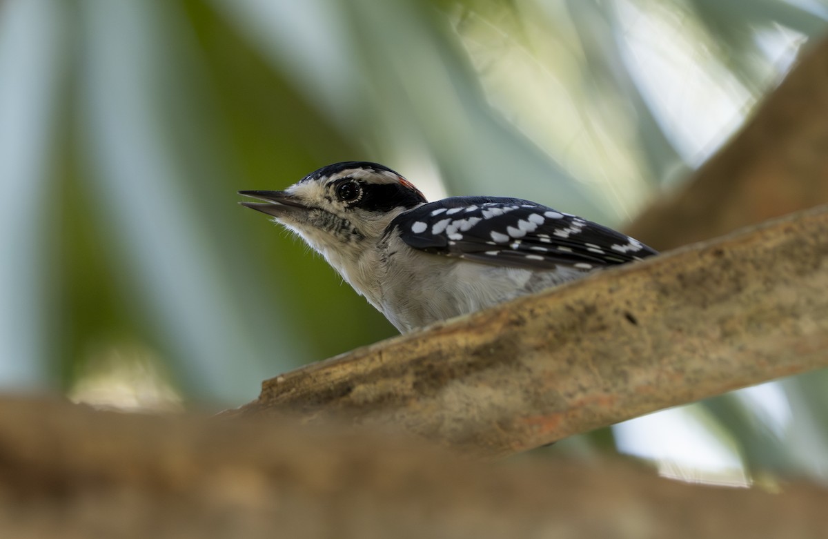 Downy Woodpecker - ML641026776