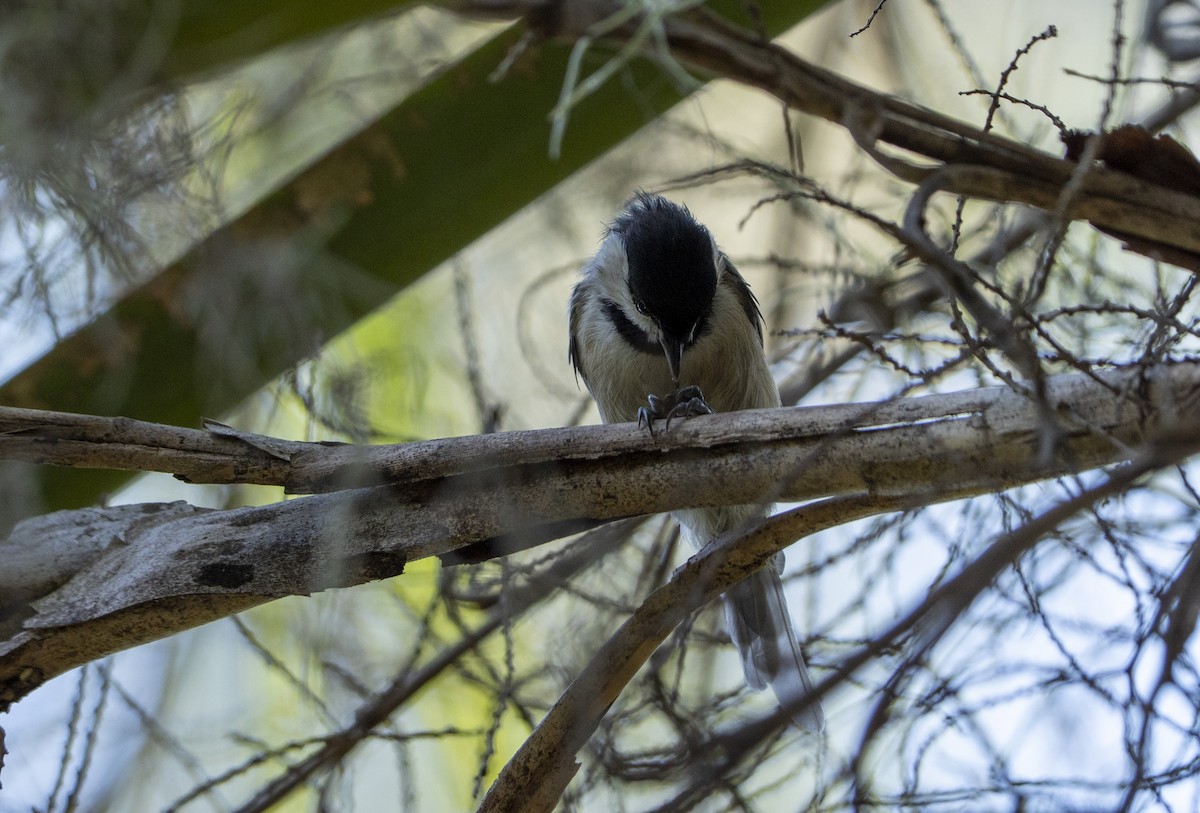 Carolina Chickadee - ML641026786