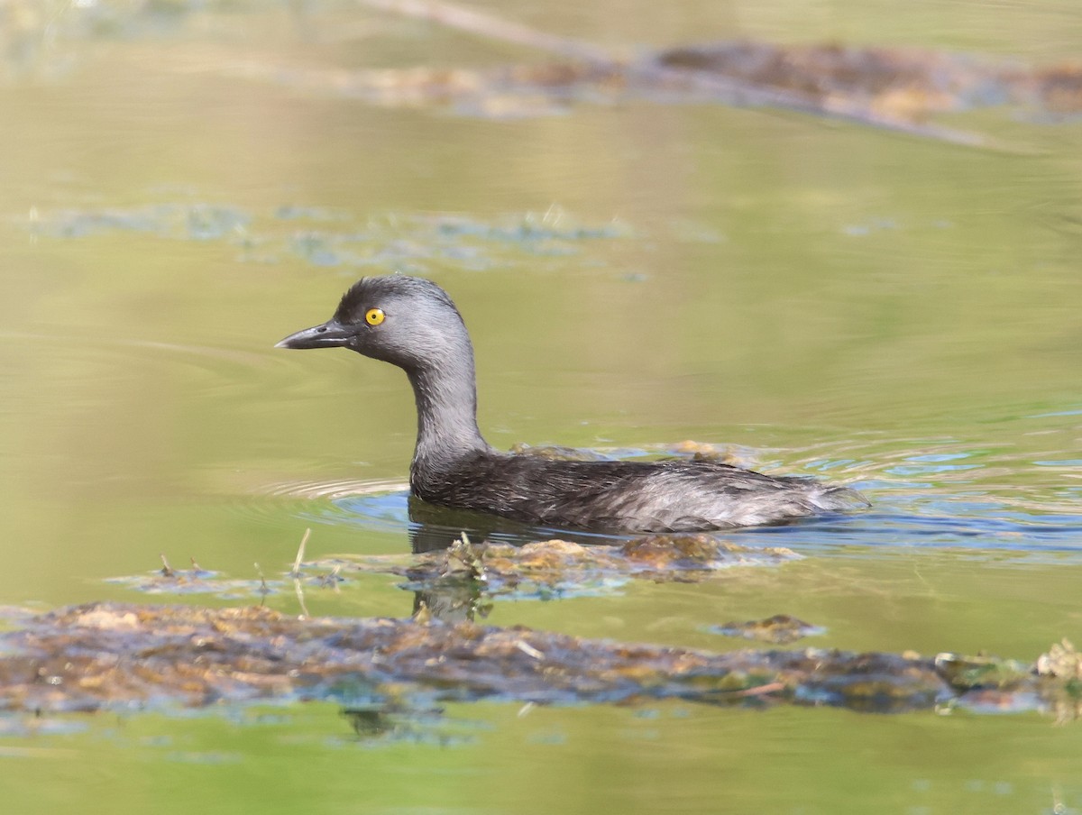 Least Grebe - ML641026799
