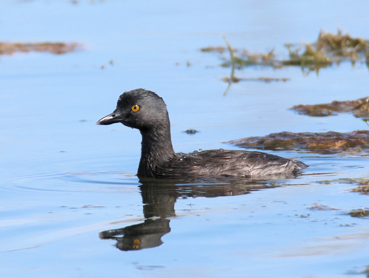 Least Grebe - ML641026804