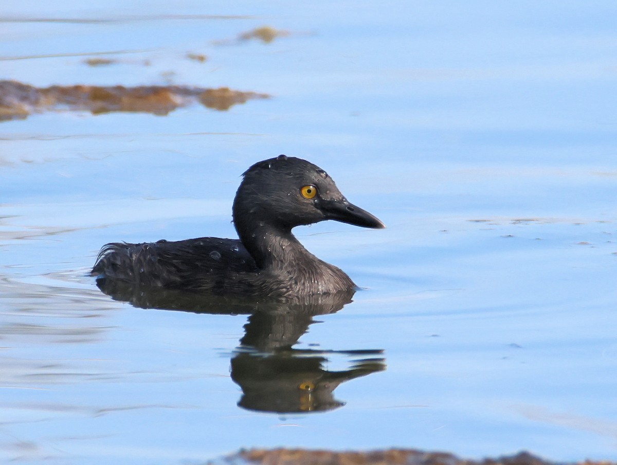Least Grebe - ML641026805