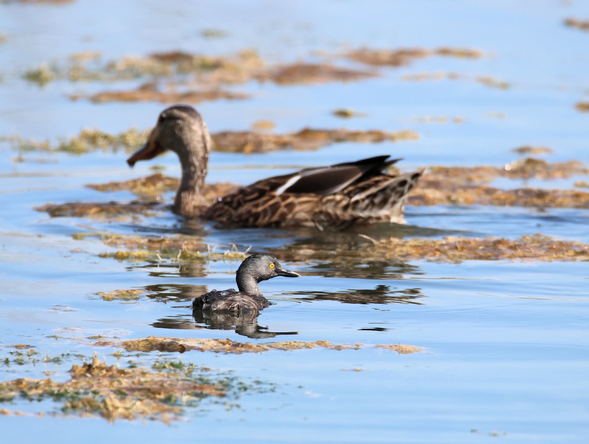 Least Grebe - ML641026825