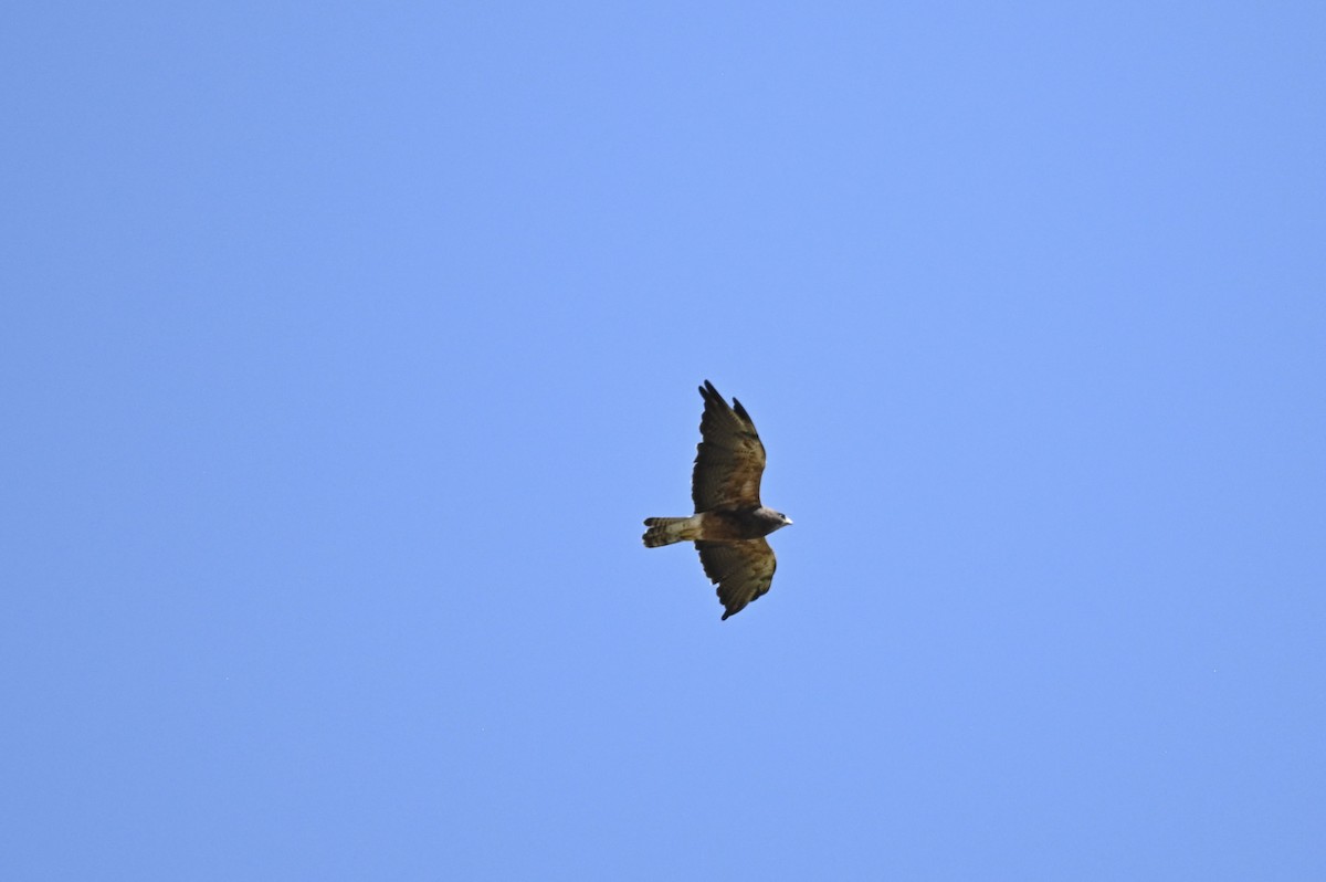 Swainson's Hawk - ML641026863