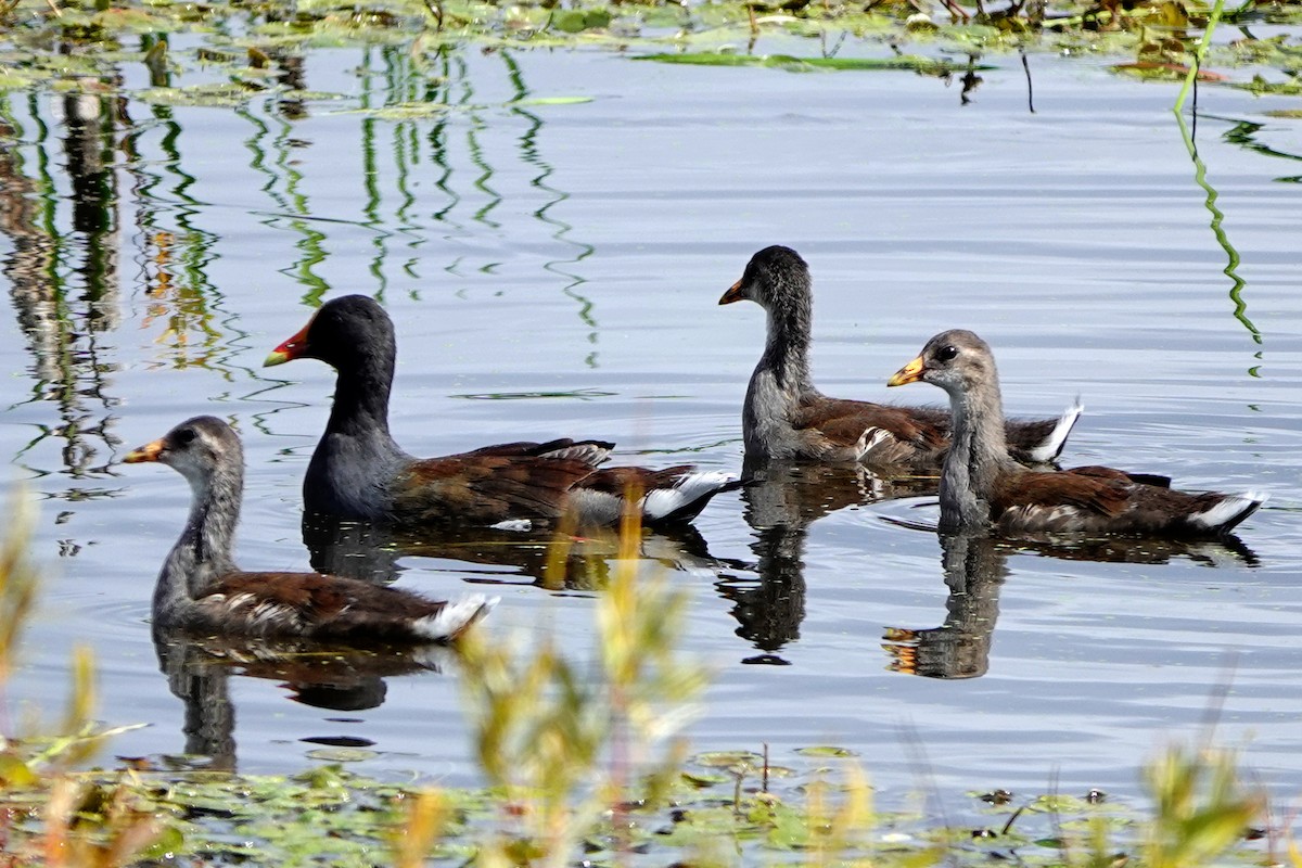 Common Gallinule - ML641026871