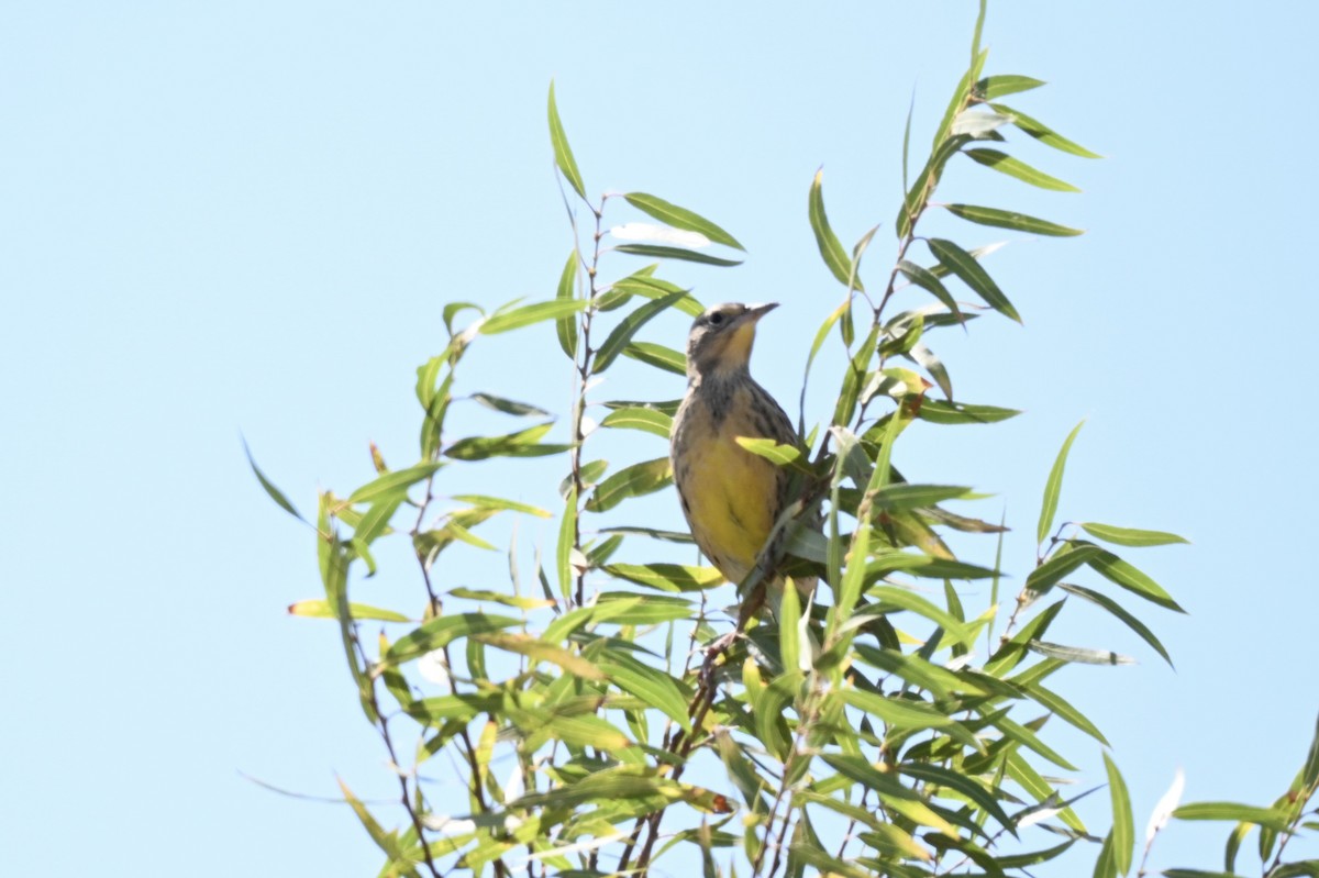 Western Meadowlark - ML641026879
