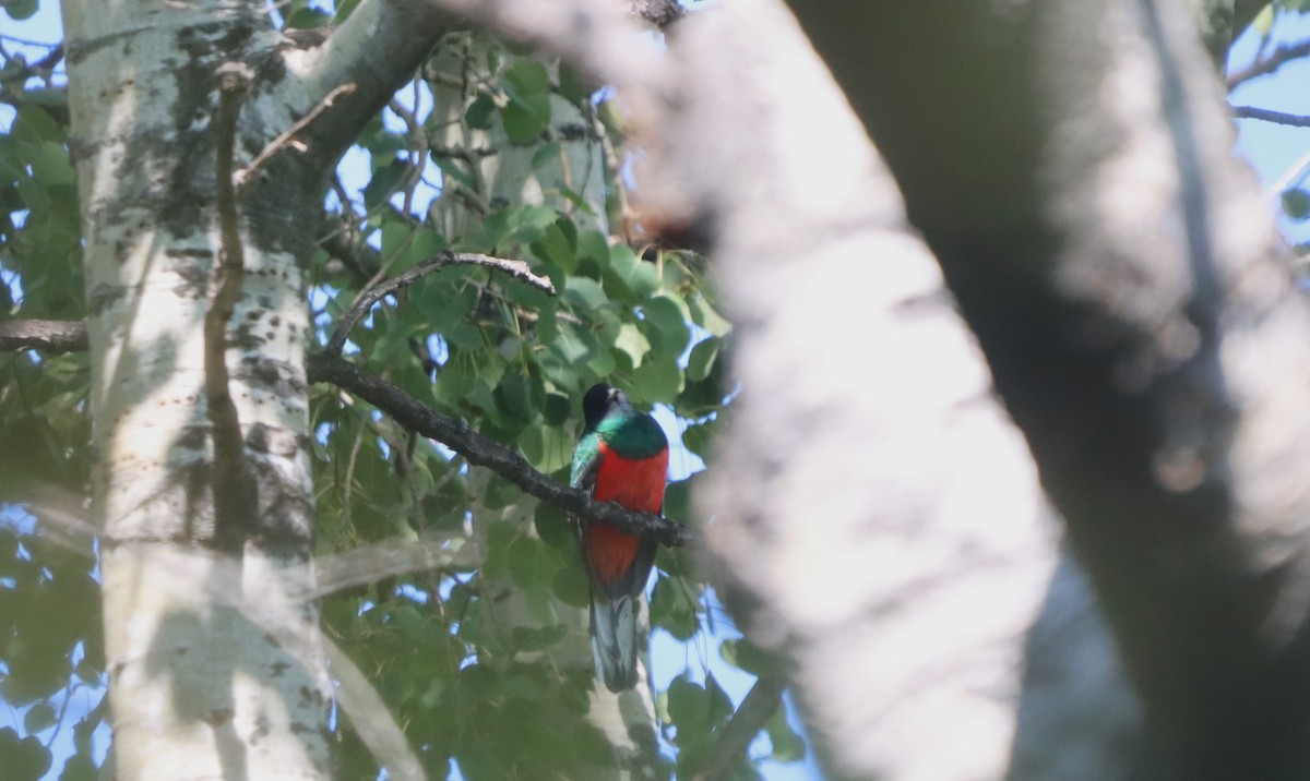 Eared Quetzal - ML641026881