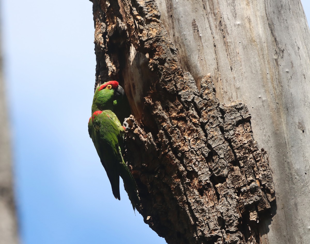 Thick-billed Parrot - ML641026887
