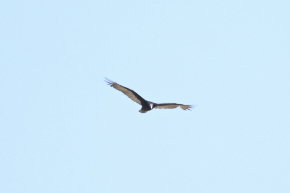 Turkey Vulture - ML641026902