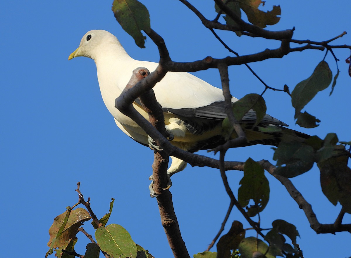 Torresian Imperial-Pigeon - ML641026906