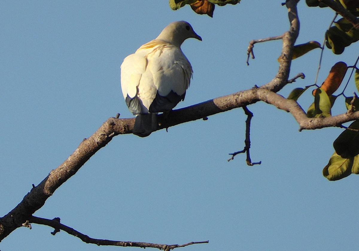 Torresian Imperial-Pigeon - ML641026910
