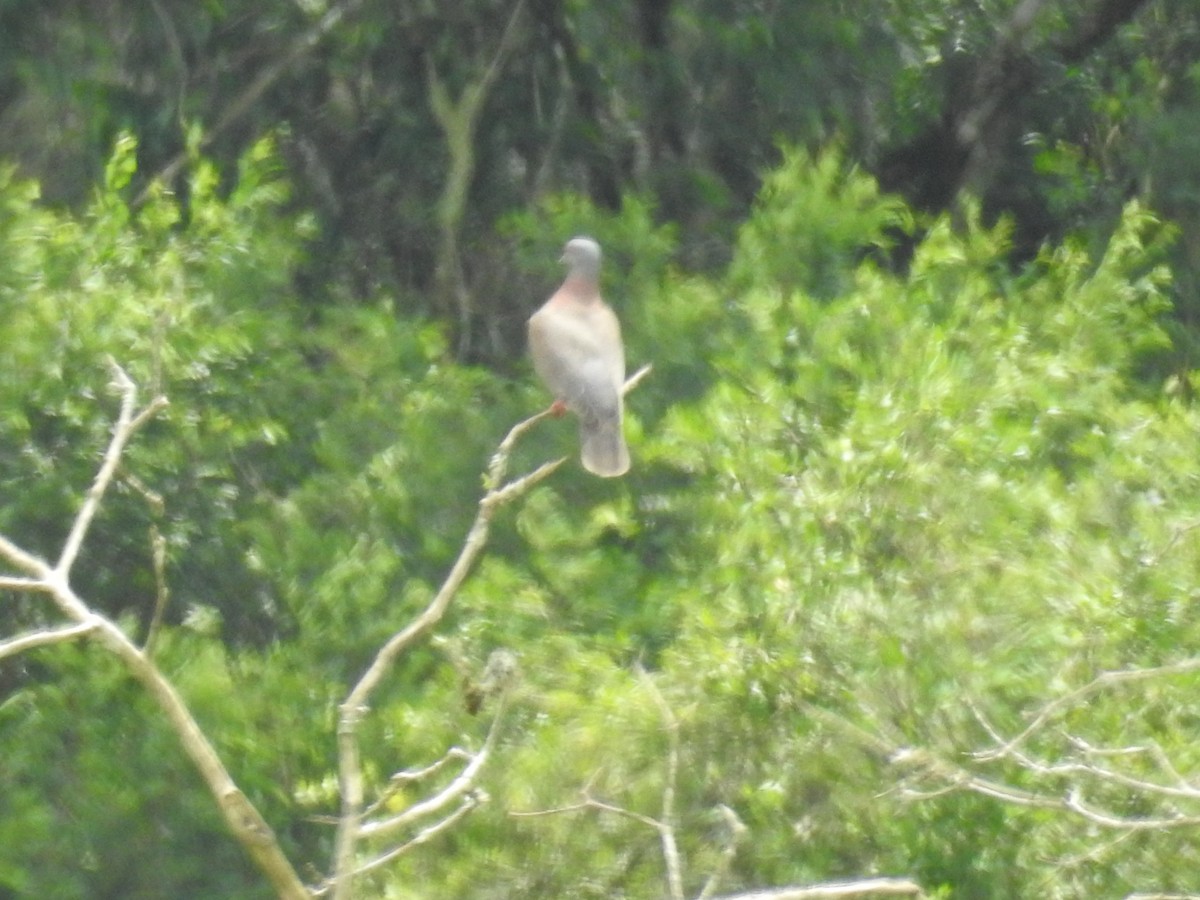 Pale-vented Pigeon - ML641026916
