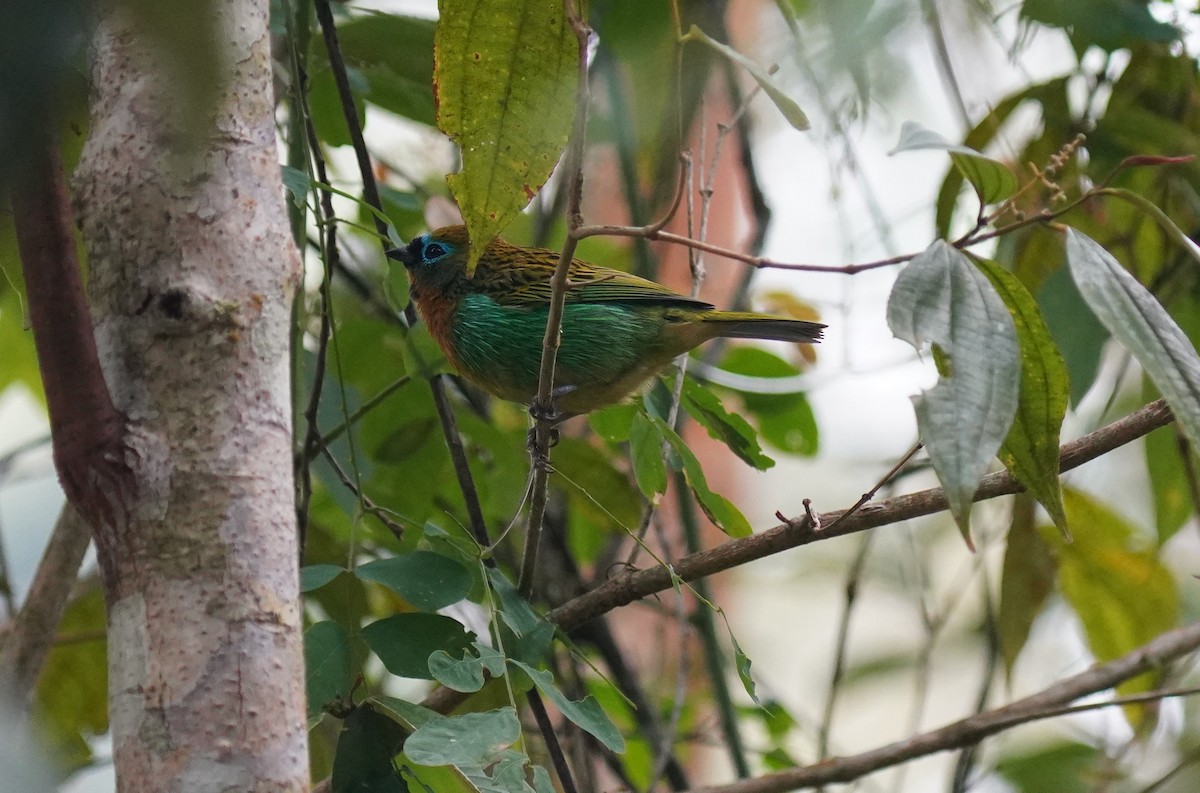 Brassy-breasted Tanager - ML641027004