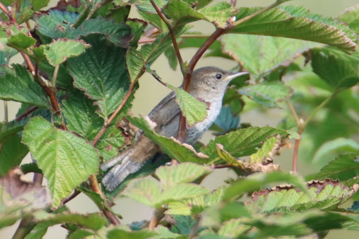 Northern House Wren - ML641027152