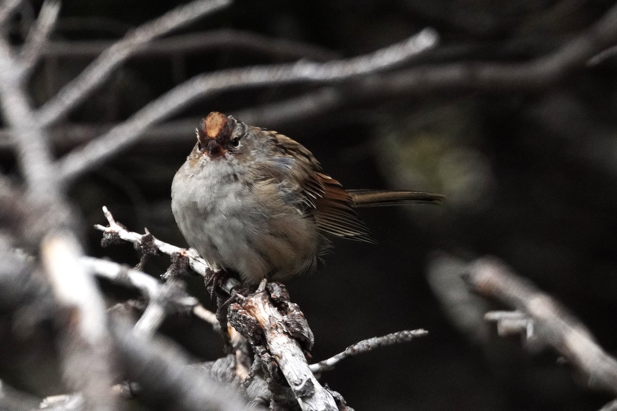 White-crowned Sparrow - ML641027153