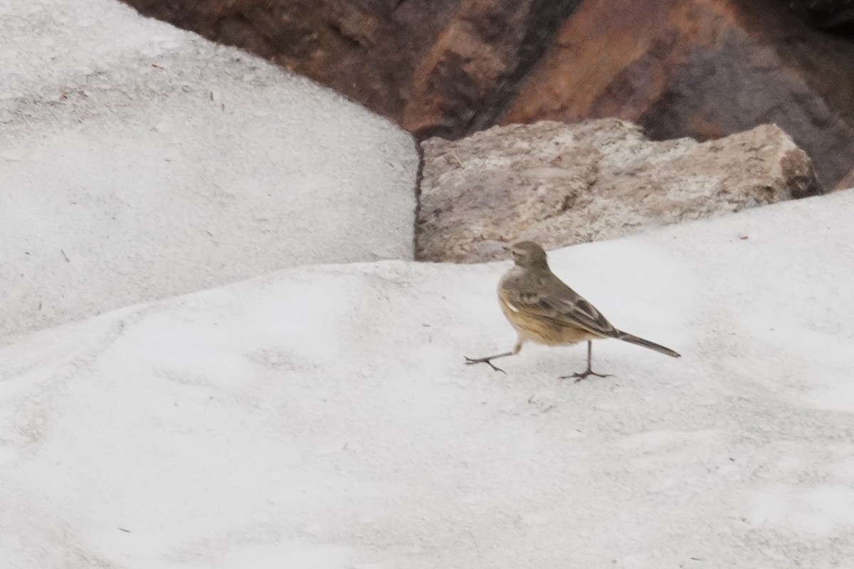American Pipit - ML641027179