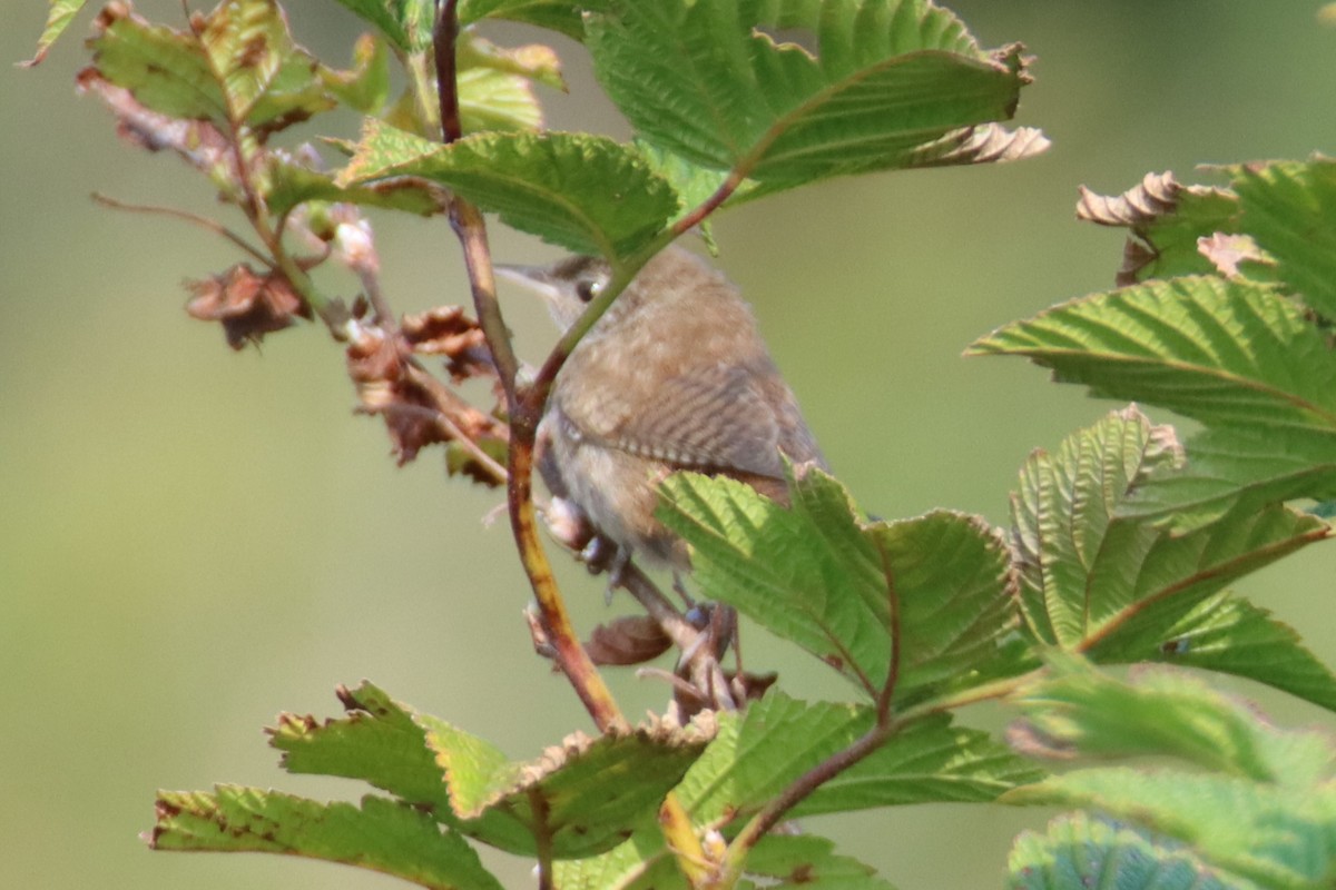 Northern House Wren - ML641027188