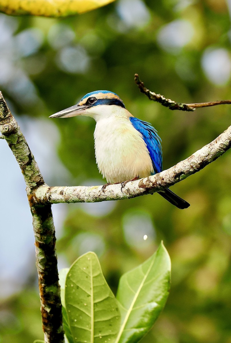 Pacific Kingfisher - ML641027195