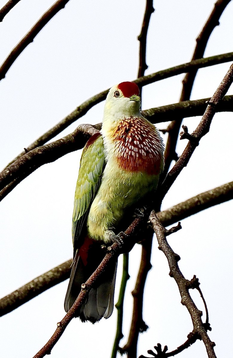 Many-colored Fruit-Dove - ML641027196