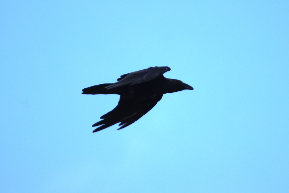 Grand Corbeau - ML641027199