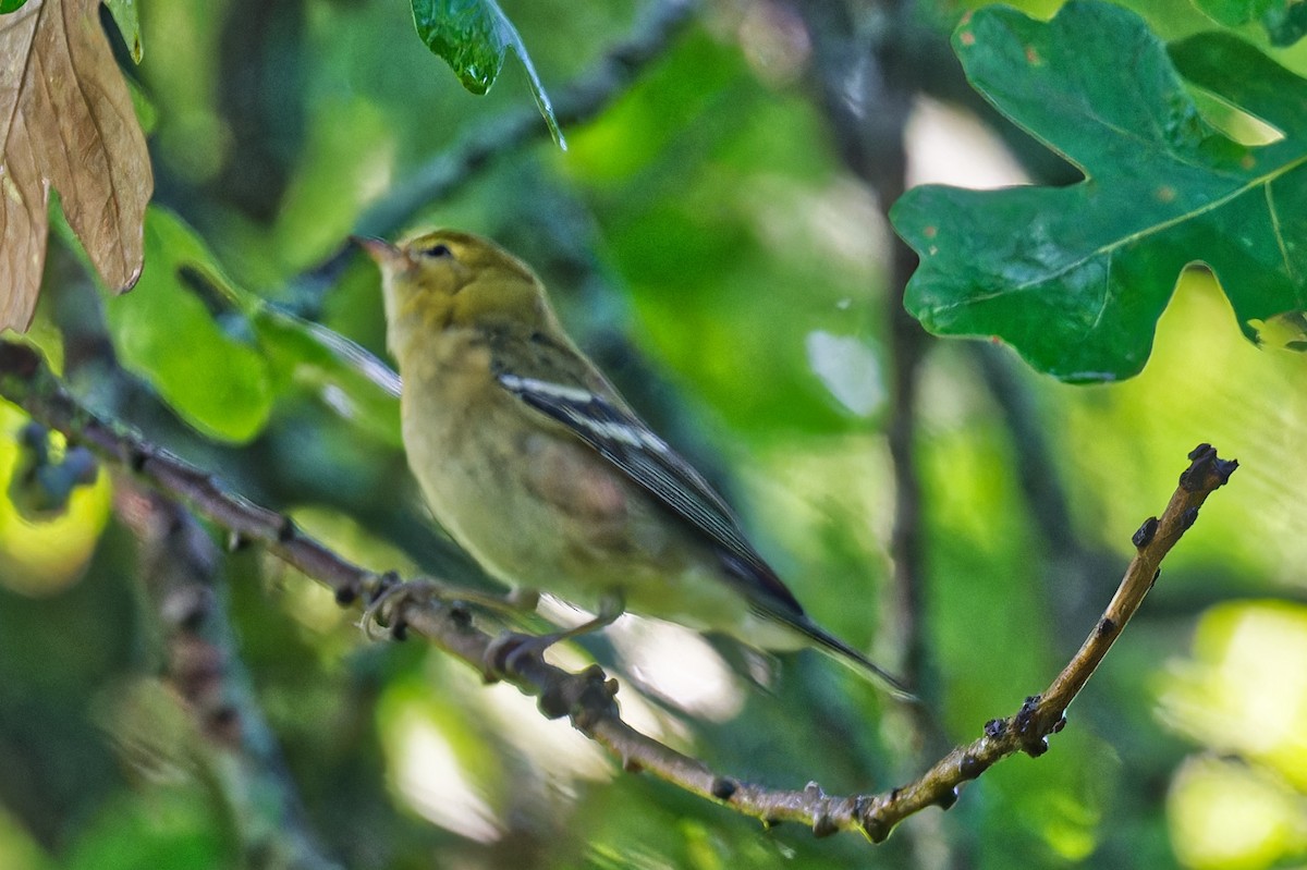 Bay-breasted Warbler - ML641027200