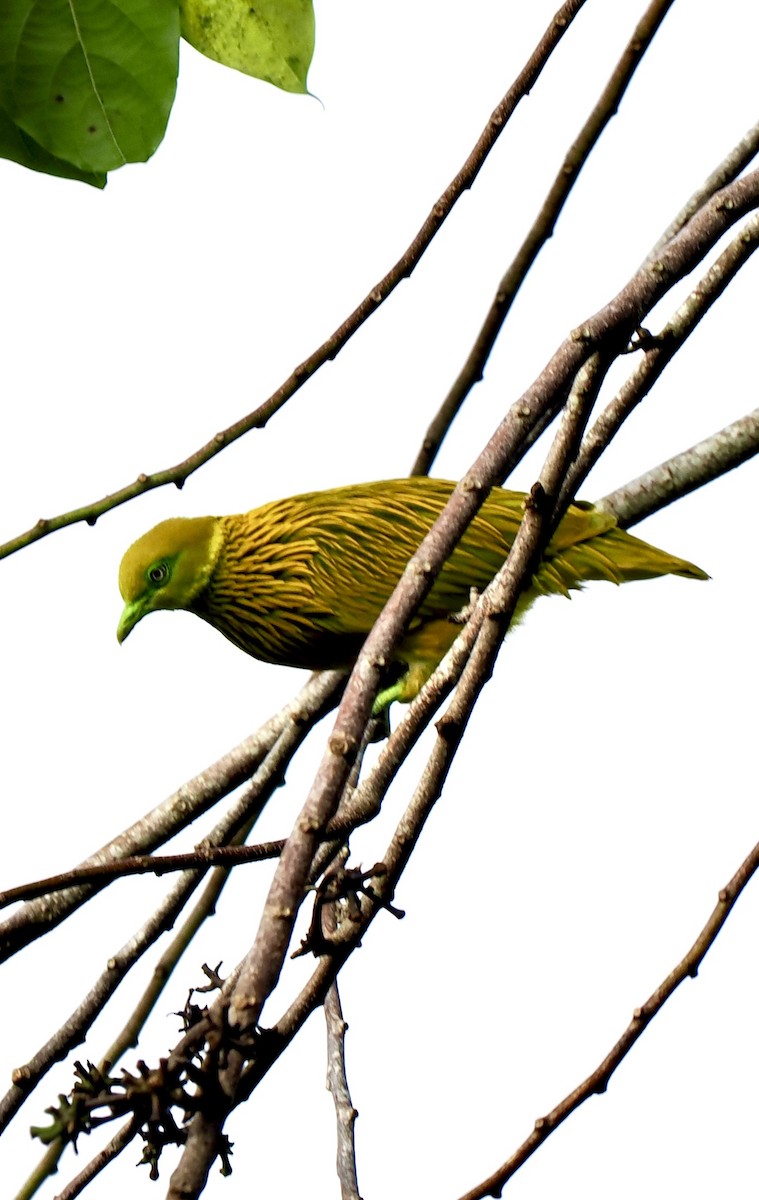Golden Dove - ML641027208
