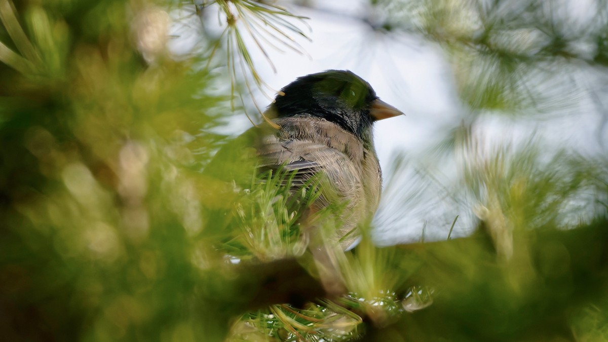 Dark-eyed Junco - ML641027209