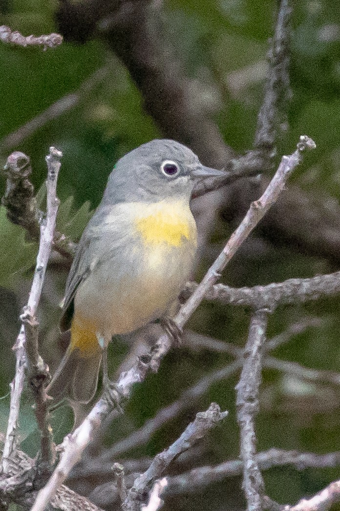 Virginia's Warbler - ML641027286