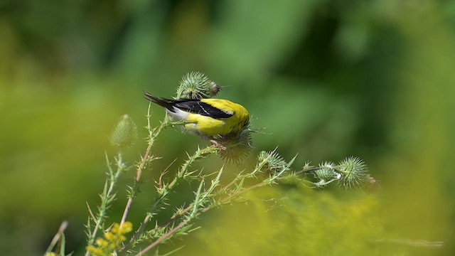 American Goldfinch - ML641027291