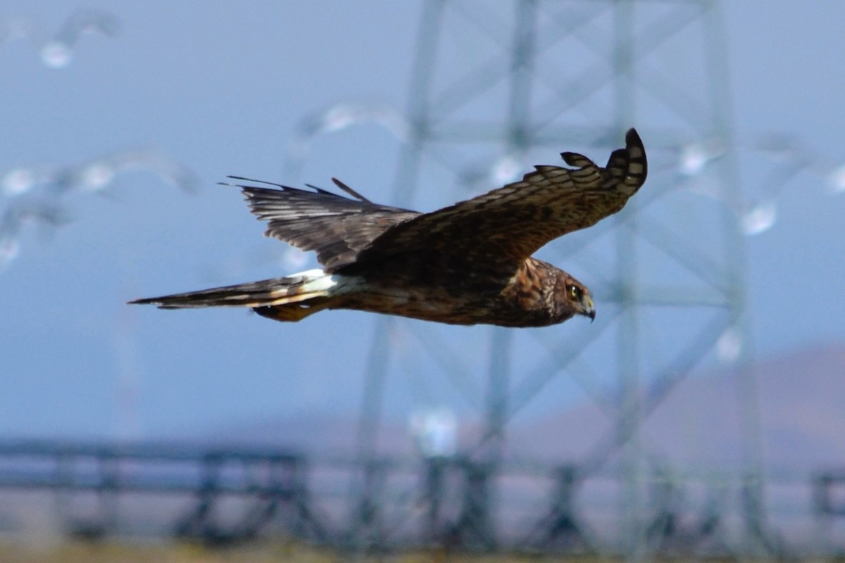 Northern Harrier - ML641027311