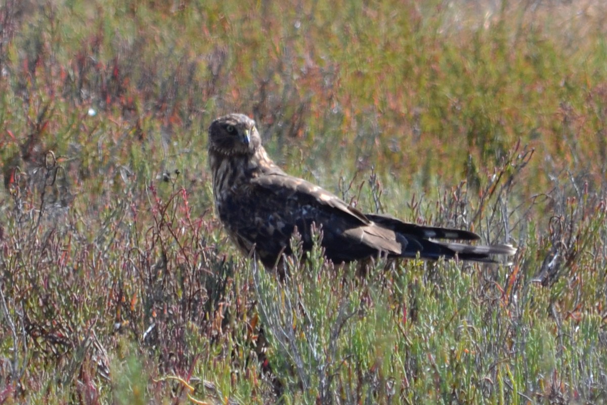 Northern Harrier - ML641027312