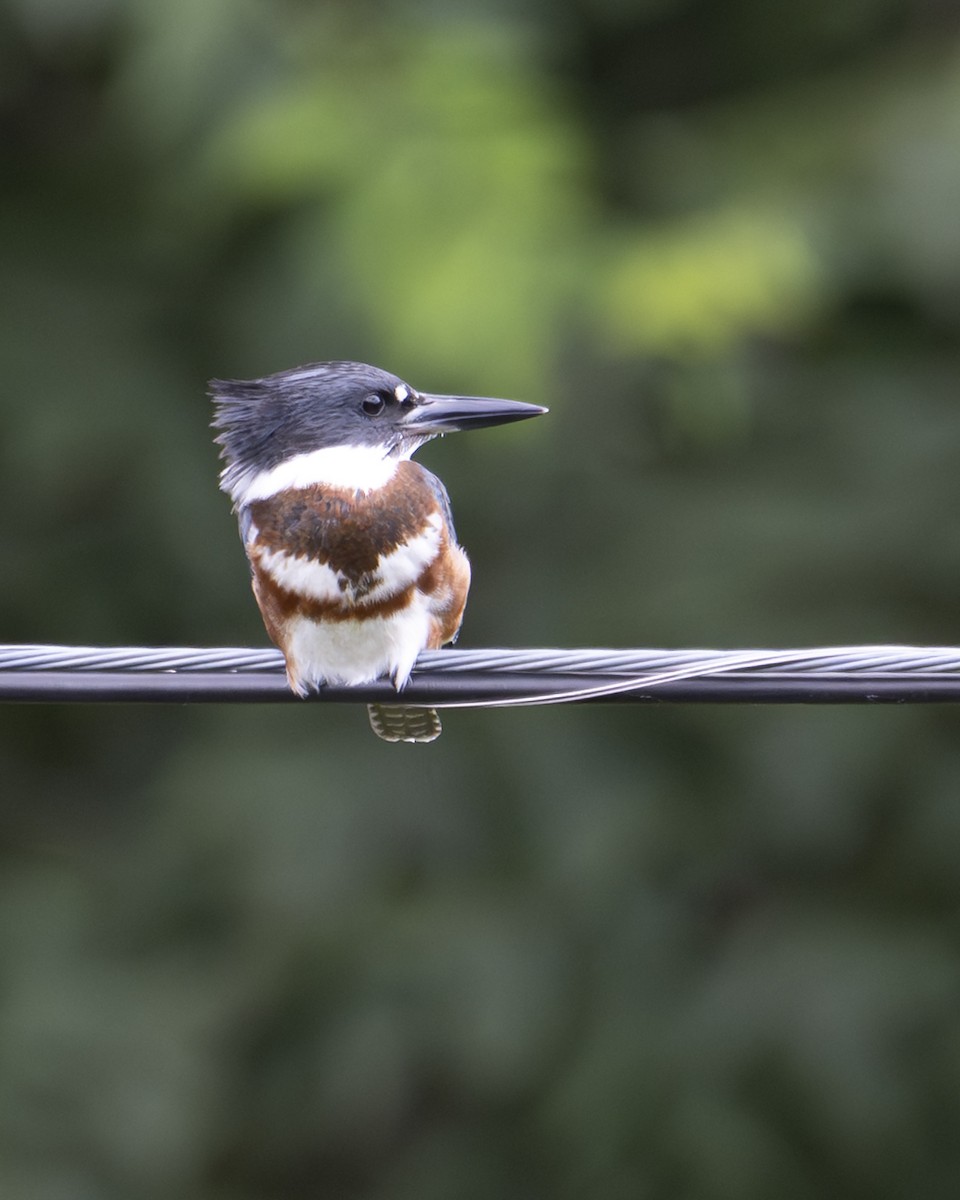 Belted Kingfisher - ML641027359