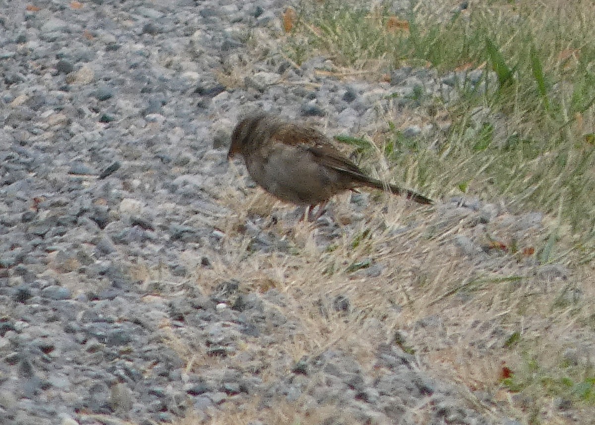 White-crowned Sparrow (pugetensis) - ML641027395