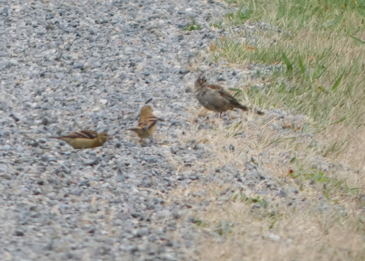 White-crowned Sparrow (pugetensis) - ML641027396