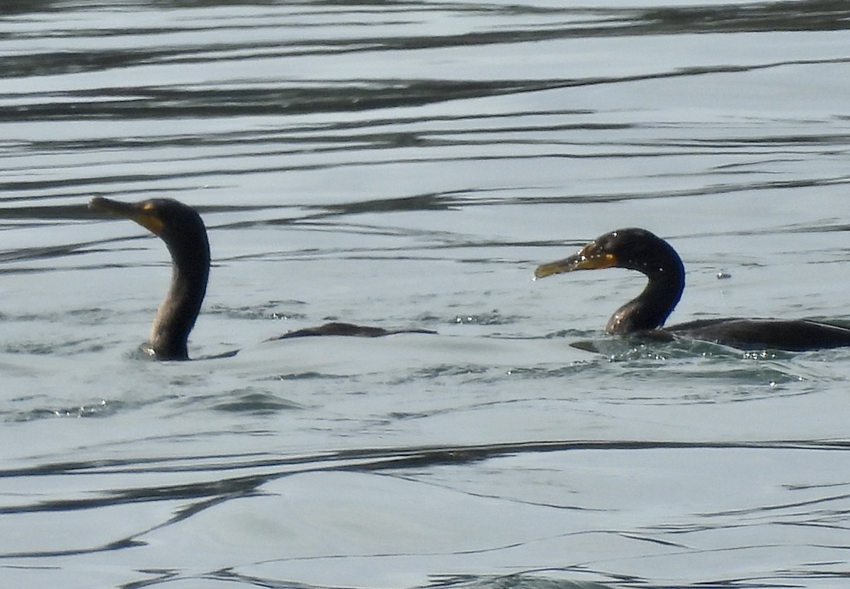 Double-crested Cormorant - ML641027409
