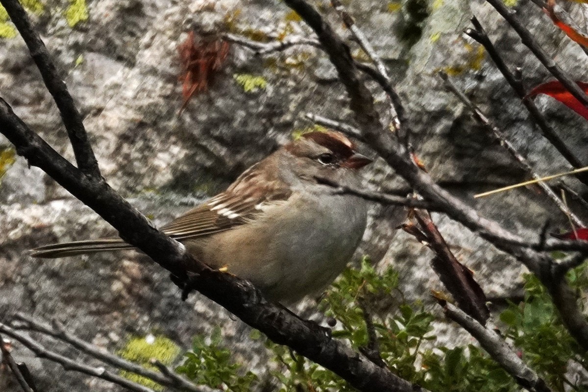 White-crowned Sparrow - ML641027494