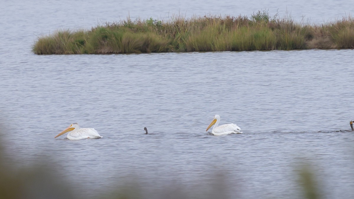 American White Pelican - ML641027518