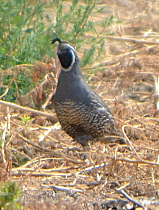 California Quail - ML641027521