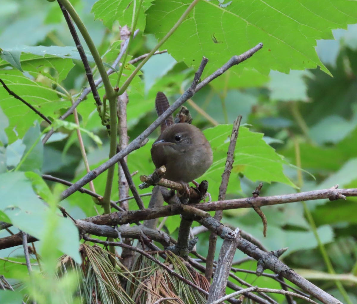 Northern House Wren - ML641027522