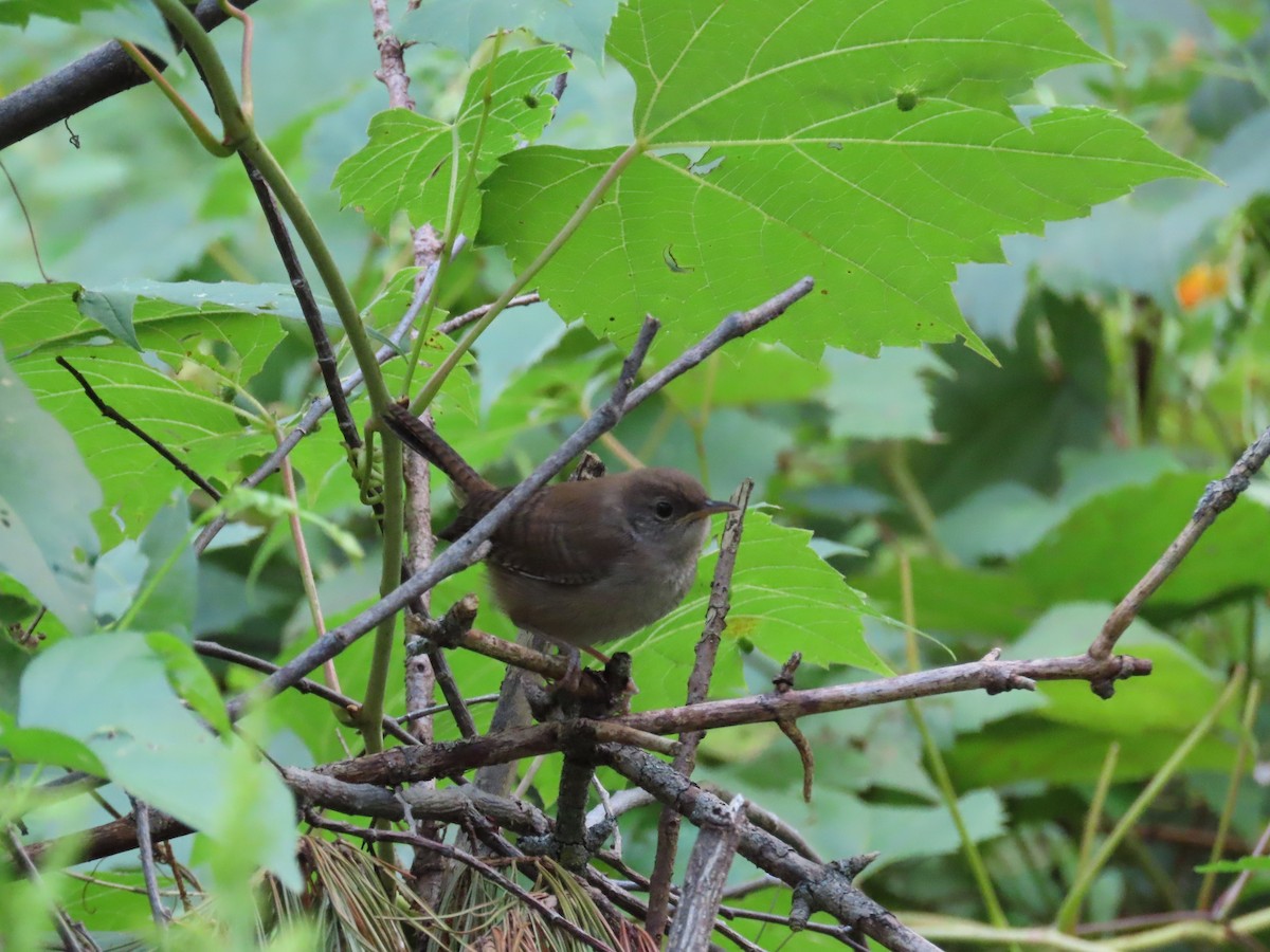 Northern House Wren - ML641027523
