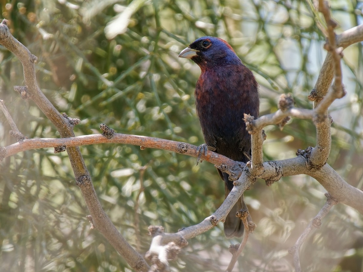 Varied Bunting - ML641027527