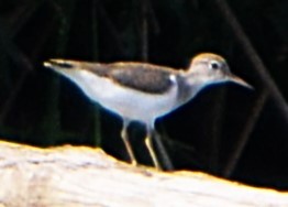 Spotted Sandpiper - ML641027549