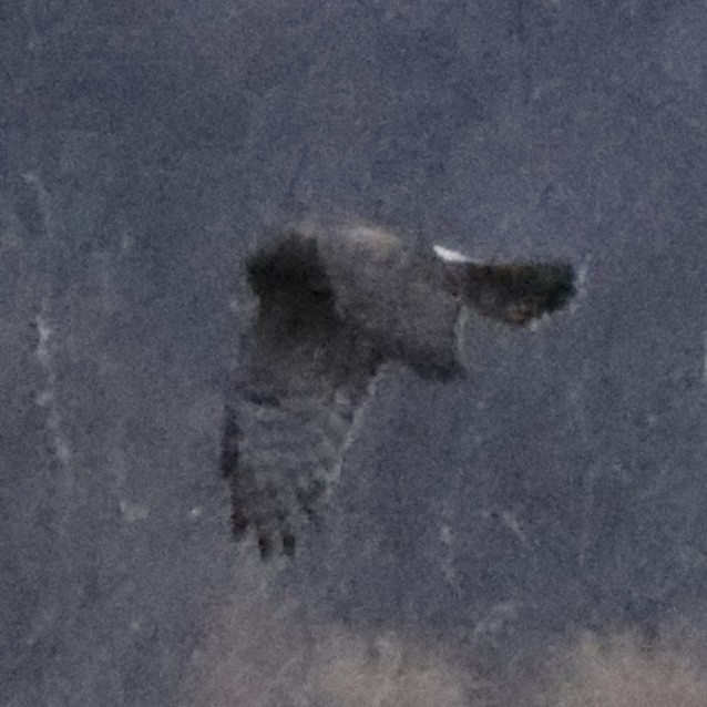 Northern Harrier - ML641027561