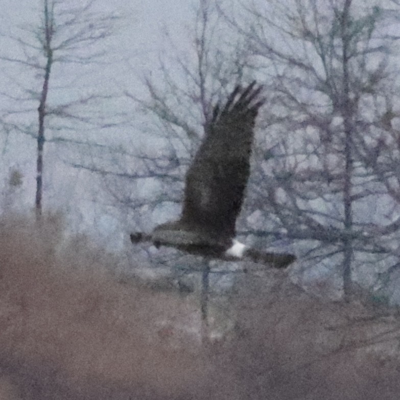 Northern Harrier - ML641027562