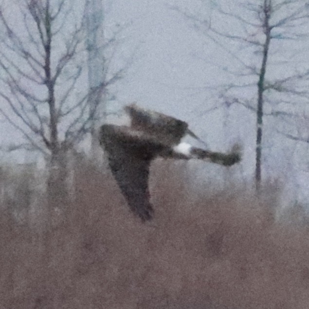 Northern Harrier - ML641027563