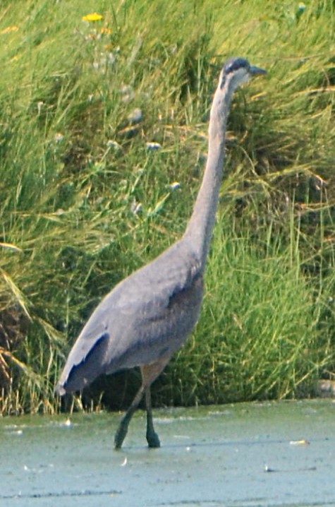 Great Blue Heron - ML641027565