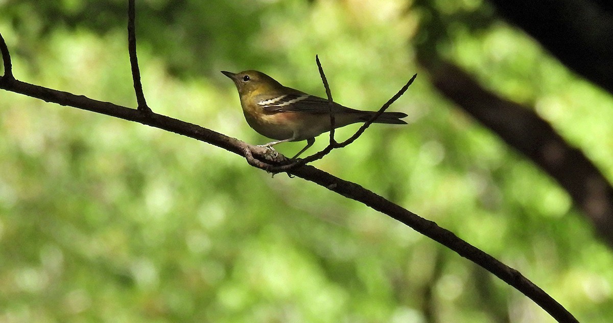 Bay-breasted Warbler - ML641027566