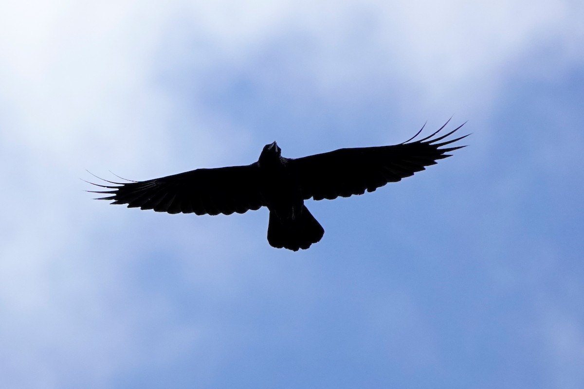 Grand Corbeau - ML641027567