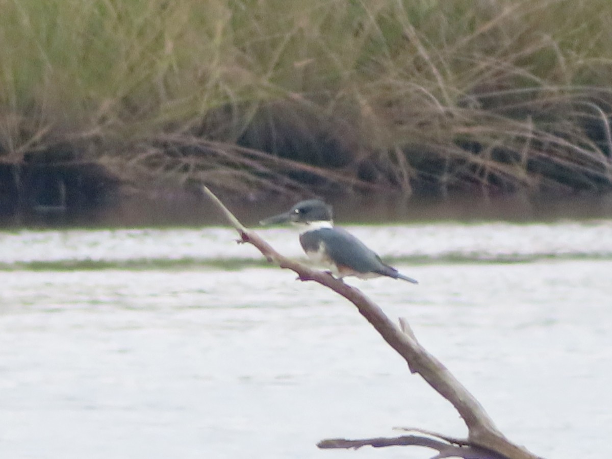 Belted Kingfisher - ML641027570