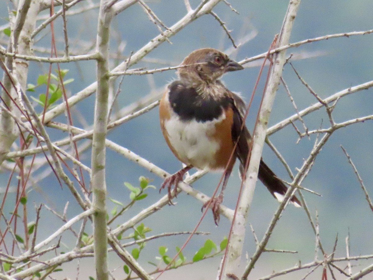 Eastern Towhee - ML641027583