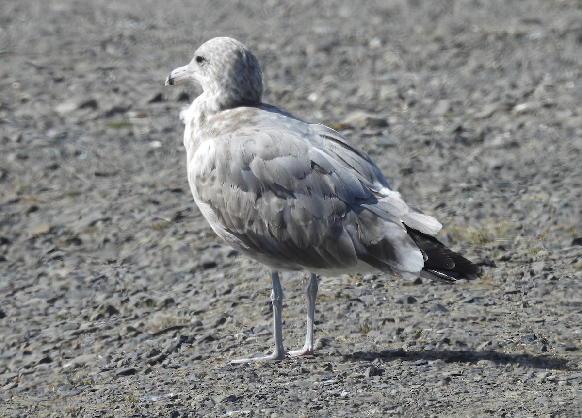 racek sp. - ML641027584